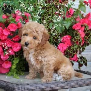 Kiwi, Bich-Poo Puppy